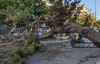 Τραγωδία με 51χρονο στην Κρήτη: Αυτοψία είχε δείξει την επικίνδυνη κλίση του δέντρου