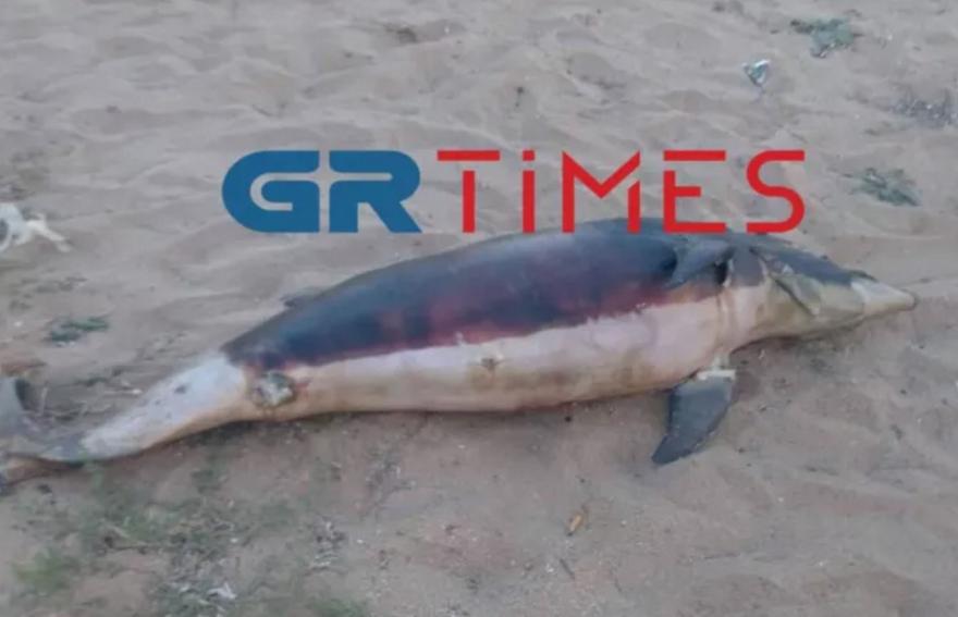 Δελφίνι εντοπίστηκε νεκρό στη Χαλκιδική
