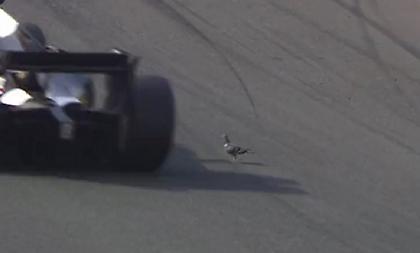 Περιστέρι σουλάτσαρε στην πίστα εν ώρα αγώνα στη Formula 2