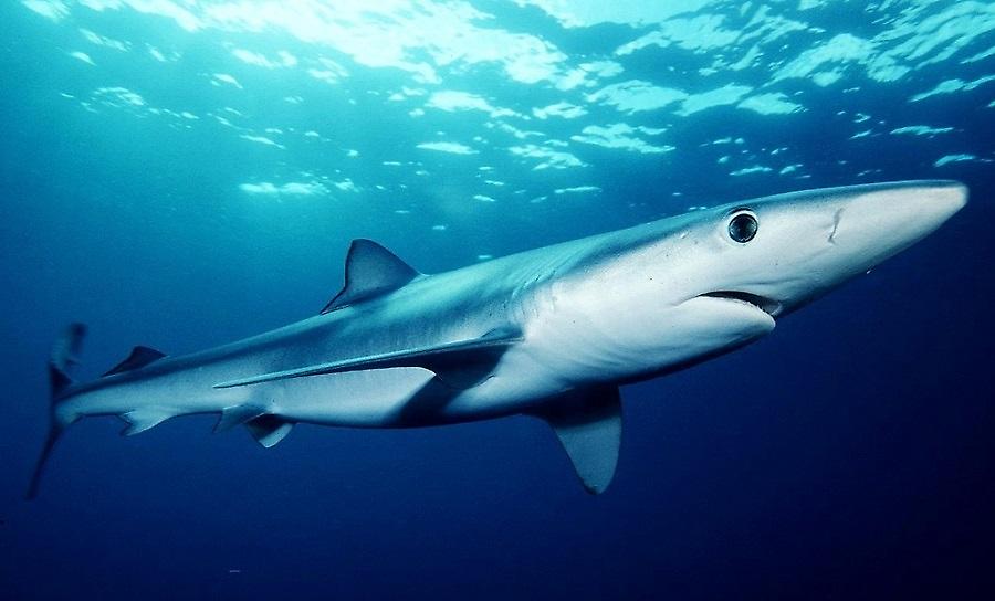 Γαλάζιος καρχαρίας κόβει βόλτες στα Κύθηρα και ψαράδες τον ταΐζουν