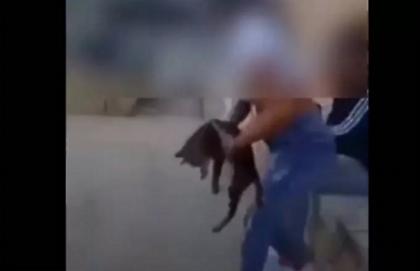 Ρέθυμνο: Μαθήτρια κλώτσησε γάτα στον αέρα και οι φίλες της γελούσαν-Δείτε το Βίντεο