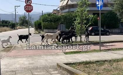 Λαμία: Κατσίκια... βόσκουν στον ποδηλατόδρομο