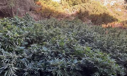Κρήτη: Χασισοφυτεία-μαμούθ σε μοναστήρι στο Ηράκλειο, είχαν κρεμάσει κομποσκοίνια στα δενδρύλλια!