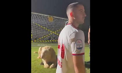 Λιοντάρι βρυχήθηκε στην παρουσίαση του Μανωλά και ο Έλληνας στόπερ… τινάχτηκε!