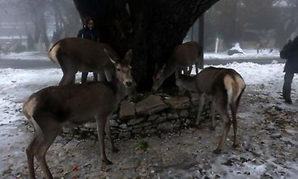 «Μετωπική» με... ελάφια είχε 55χρονος οδηγός δίκυκλου στη Ρόδο - Κατέληξε στο νοσοκομείο τραυματίας