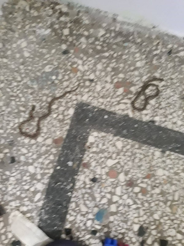 Φίδια εμφανίστηκαν σε νηπιαγωγείο στον Λαγκαδά