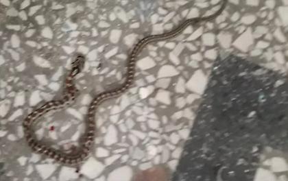 Φίδια εμφανίστηκαν σε νηπιαγωγείο στον Λαγκαδά Θεσσαλονίκης - Σε πανικό οι γονείς