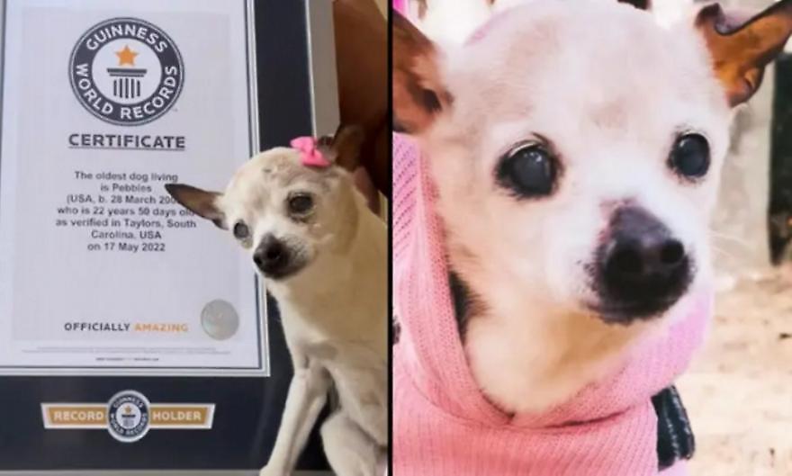 Πέθανε ο γηραιότερος σκύλος στον κόσμο