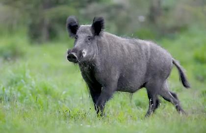 Αγριογούρουνο επιτέθηκε και τραυμάτισε κυνηγό στην Κάρυστο!