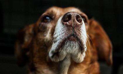 Κτηνωδία στην Καστοριά: Νεκρά σκυλιά με τραύματα από σφαίρα και δέσιμo - Eπικήρυξαν τον δράστη