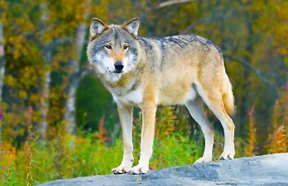 Ημαθία: Τρόμος για ντελιβερά – Λύκος πετάχτηκε την ώρα που πήγαινε παραγγελία!