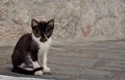 Φρίκη: Ηλικιωμένη κακοποιεί ετοιμοθάνατη γάτα στην οποία είχε ρίξει φόλα