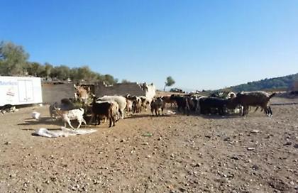 Δολοφονία 17χρονου στη Μάνδρα: Συνελήφθη ο 14χρονος αδερφός του - Υπέγραψε την ομολογία του