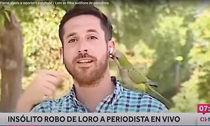 Παπαγάλος έκλεψε το ακουστικό δημοσιογράφου σε ζωντανή μετάδοση