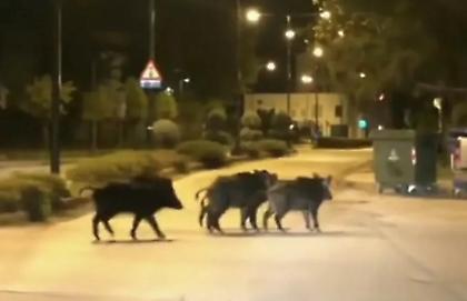 Στο έλεος των αγριόχοιρων η Φθιώτιδα-Ο δήμος Λαμίας ζητά τη λήψη μέτρων