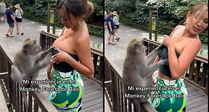 «Πονηρή» μαϊμού, πήγε να ξεγυμνώσει την πρώην Μις Περού