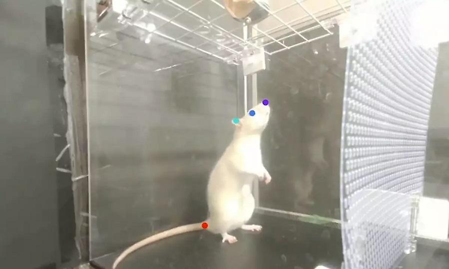 Έρευνα έδειξε ότι οι αρουραίοι λατρεύουν τη μουσική της Lady Gaga