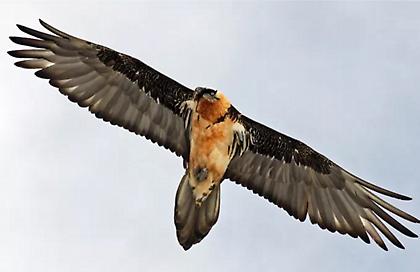 Τραυματισμένος γύπας εγκλωβίστηκε στην «καρδιά» του Ρεθύμνου – Καρέ καρέ η διάσωση του