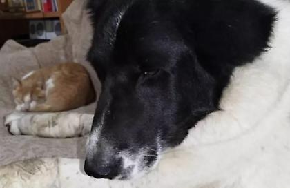 Πάτρα: Ευχάριστα νέα για την σκυλίτσα που βασανίστηκε-Στον ανακριτή ο 70χρονος που την έσυρε