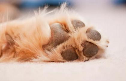 Πάτρα: Προσωρινά ελεύθερος με περιοριστικούς όρους ο 70χρονος που έσερνε το σκύλο του