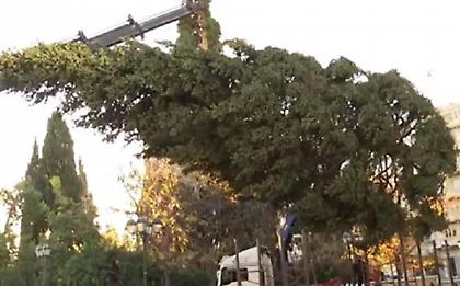 Τοποθετείται στο Σύνταγμα το ύψους 21 μέτρων χριστουγεννιάτικο δέντρο - Έχει 6.000 λαμπιόνια