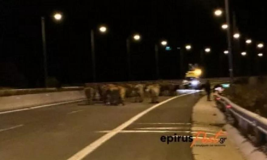 Μέτσοβο: Κλειστή η Εγνατία Οδός - Γέμισε με αγελάδες