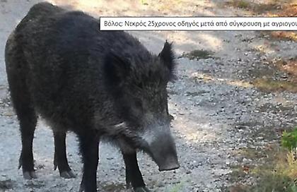 Βόλος: Νεκρός 25χρονος οδηγός μετά από σύγκρουση με αγριογούρουνο