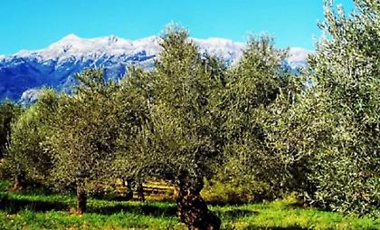 Χανιά: Πήγαν για ελιές και έφυγαν… δαρμένοι - Απίστευτο περιστατικό που κατέληξε σε σύλληψη