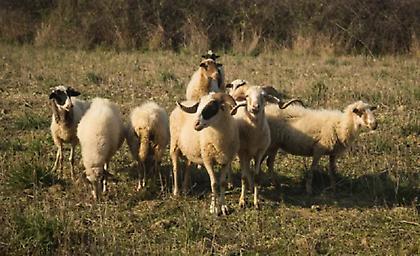 Κριάρι τραυμάτισε σοβαρά γυναίκα στη σπονδυλική στήλη στον Πύργο