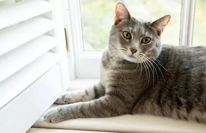 Νέα τηλεφωνική γραμμή 10410 για την προστασία των ζώων