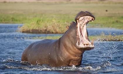 Αγοράκι ζει από θαύμα: Το κατάπιε ιπποπόταμος και το «έφτυσε» ζωντανό!
