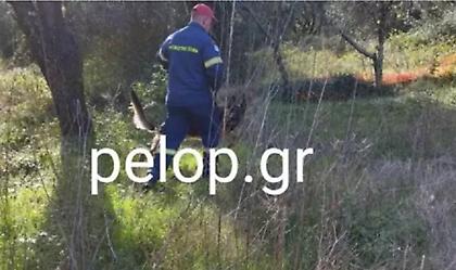 Θρίλερ στην Αχαΐα: Αγνοείται 59χρονος που είχε βγει να μαζέψει μανιτάρια