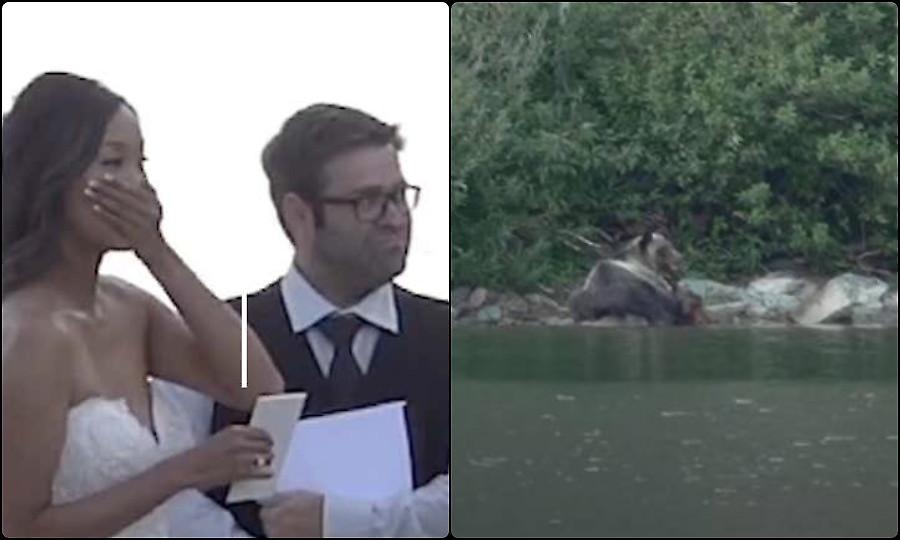 Αρκούδα βρυχάται, επιτίθεται και κατασπαράζει άλκη ενώ δίπλα γίνεται γάμος