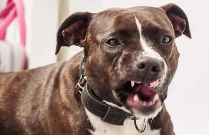 Πάτρα: Επίθεση πιτ μπουλ σε 10χρονο που βγήκε για τα κάλαντα