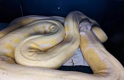 ΗΠΑ: Πύθωνας πέντε μέτρων βρέθηκε και επιστράφηκε στον ιδιοκτήτη του