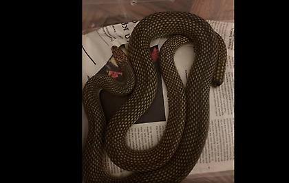 Θεσσαλονίκη: Εντοπίστηκαν φίδια σε κελάρι με κρασιά-Πώς απομακρύνθηκαν (video)