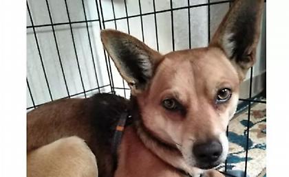 Έγκλημα στα Χανιά: Ο «Σνούπι» αναζητά σπίτι μετά τον θάνατο του 53χρονου αφεντικού του