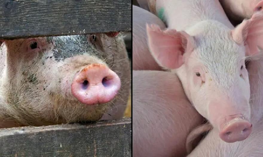 Γουρούνι: Σκότωσε χασάπη στο σφαγείο