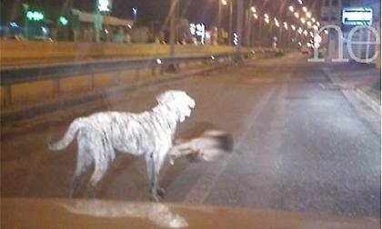 Συγκλονίζει η ιστορία δύο σκυλιών: Ο ένας έχασε τη ζωή του και ο άλλος αρνείται να τον εγκαταλείψει