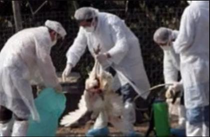 Βουλγαρία: Θανατώνουν 25.000 ορτύκια για να αναχαιτίσουν τη γρίπη των πτηνών