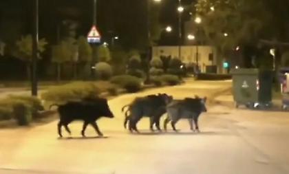 Αγέλη αγριογούρουνων συγκρούστηκε με λεωφορείο του ΚΤΕΛ έξω από τη Λάρισα