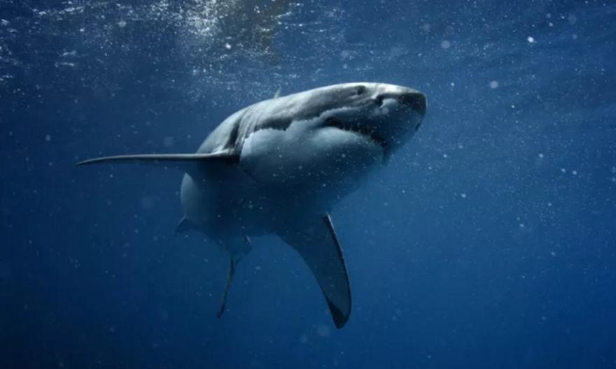 Λευκός καρχαρίας αποκεφάλισε δύτη στο Μεξικό