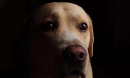 Κτηνωδία στις Σέρρες: Έσβησε το τσιγάρο του στο κεφάλι αδέσποτου σκυλιού