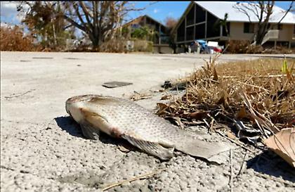 Έβρεξε... ψάρια σε πόλη της Αυστραλίας - Γέμισαν οι δρόμοι με εκατοντάδες θαλασσινά!
