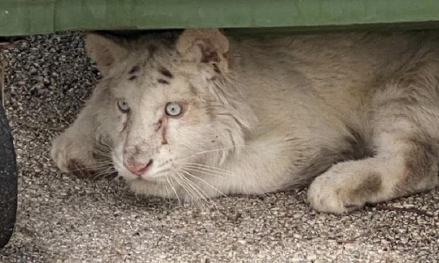 Εγκατέλειψαν λευκό τιγράκι σε κάδο έξω από το Αττικό Πάρκο
