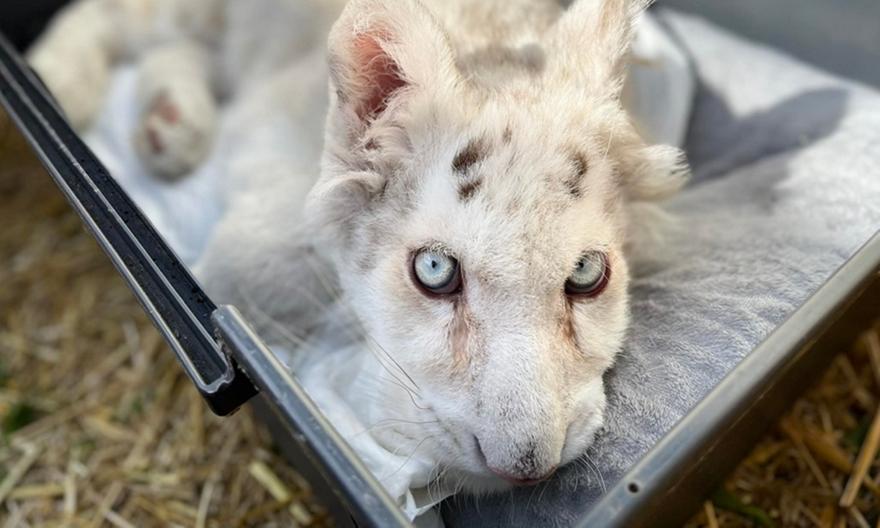 Λευκή τίγρης: Αισιόδοξα νέα για την εγκατελειμμένη τίγρη
