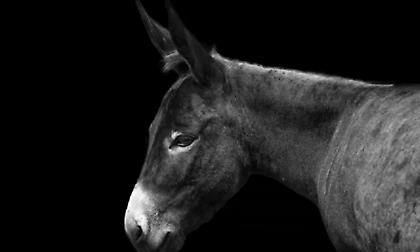 Συνελήφθη άνδρας στη Λέσβο γιατί είχε δεμένα τα πόδια του γαϊδάρου του!