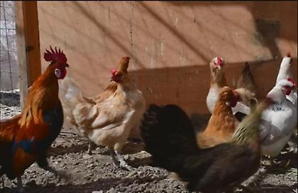 Κοτέτσια και στάβλοι... τέλος μέσα σε πόλεις της Κρήτης, με απόφαση του Περιφερειάρχη