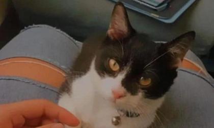 Επιζήσασα από την τραγωδία των Τεμπών αναζητάει τη γάτα που ταξίδευε μαζί της