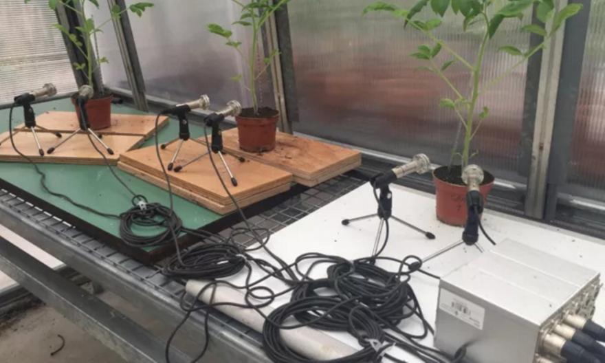 Tα φυτά έχουν φωνή: Εκπέμπουν ήχους ότα είναι στρεσαρισμένα